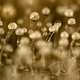 Illustration for article titled An amoeba who raises bacteria crops is the worlds tiniest farmer